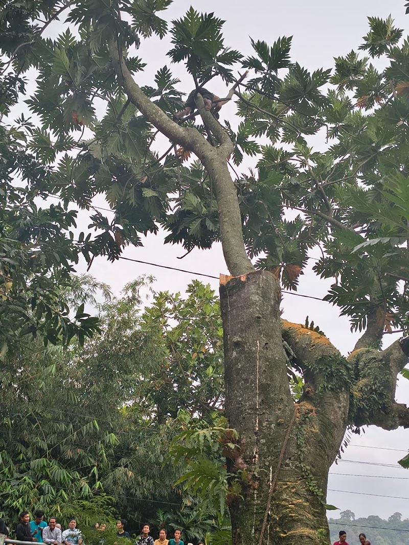 Saat Menabang Pohon, Seorang Warga Diduga Sersengat Aliran Listrik Tegangan Tinggi